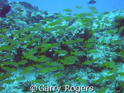 Taken in Cozumel with Sea & Sea DX-8000G with wide angle ... by Garry Rogers 